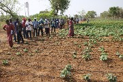 Irrigation goutte-à-goutte: Une expérience concluante à Goundi et à Dassa