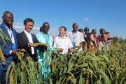 Burkina Faso- Chine : du mil hybride pour la sécurité alimentaire