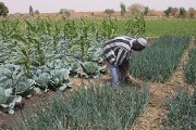 Campagne agricole de saison sèche : les bonnes pratiques agricoles appliquées à Zoungou et à Gorgho