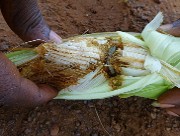 Chenille légionnaire d’automne : l’état des infestations dans trois régions lors de la campagne agricole humide 2019-2020