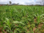 Transition agroécologique en Afrique de l’Ouest  : les acteurs nationaux se mobilisent