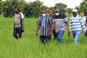 Campagne agricole dans la région du Sud-ouest : Les producteurs adhèrent aux techniques d’intensification de la production agricole