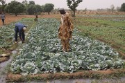 Développement de la chaîne des valeurs des filières porteuses : le projet de Valorisation Agricole des Petits Barrages appuie les populations de Sabou