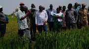 Recherches agricoles: 200 tonnes de semences de base pour intensifier la production rizicole