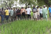 Initiative présidentielle : « Produire un million de tonnes de riz »: Dans la Boucle du Mouhoun, les producteurs veulent apporter une contribution remarquable