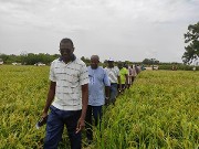 Initiative présidentielle : «  Produire un million de tonnes de riz » Des journalistes s’informent dans la Boucle du Mouhoun