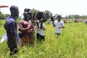 Initiative présidentielle : « Produire un million de tonnes de riz »: Des journalistes satisfaits du potentiel rizicole du pays