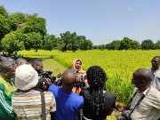Initiative présidentielle : « Produire un million de tonnes de riz » : Des   journalistes constatent les actions concrètes