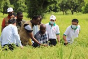 Campagne agropastorale dans la région du Centre-Ouest  : la physionomie des rizières annonce d’abondantes moissons