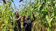 Campagne agropastorale dans la région du Centre-Sud : le ministre Delwendé Innocent KIBA recommande l’utilisation des ressources organiques pour une meilleure gestion de la fertilité des sols